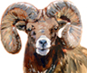 ram